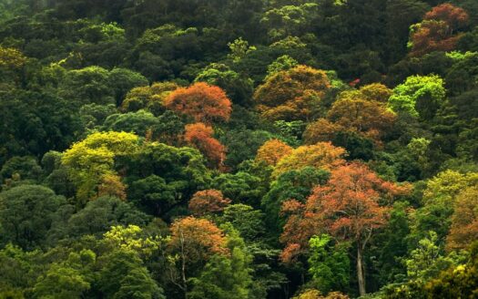 forest header